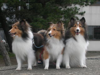 �I���N�\�N�H�܂�_�P�I