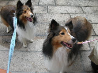 �������Ⴂ�I�i�΁j