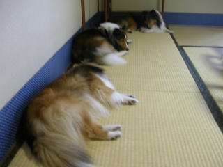 �u�܂���v����ɂāB