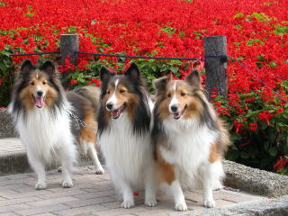 ����܂�L���C�ɕ���ł܂���B�i��΁j