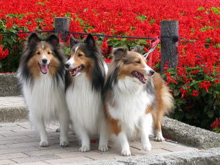 �ꂨ�_�P�����I�J�����ڐ��E�E�E