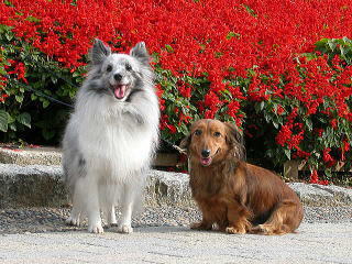 �Ƃт���̏Ί�Ł�