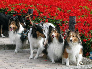 �p�[�������A�ǂ��`�H