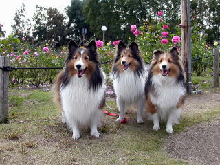 ���E���̃o�������[���ς��B