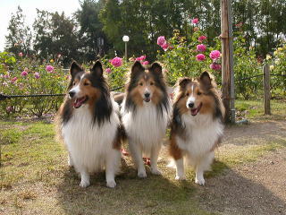 �f�V���I�i�����ς�I�j