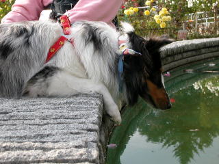 ���������߂�H�@�J�m�������B