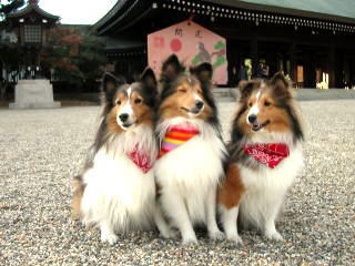 �I���N�\�N�I�H(���)