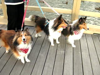 �z���g�c�J���^���I