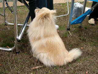 �Ђ�����E�E�E�icheri_blue���񂿂̂�񂿂��ł��j