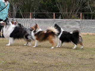 �݂�ȂŃX�e�C�I�i�r�V�b�j