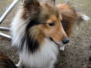 ���̃R�͂�����H