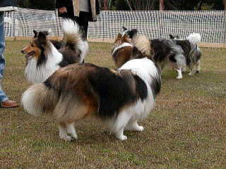 �_(^��^)�^���[�C�A�V�F�����C�`��