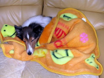 �C��ꂵ���́`�B