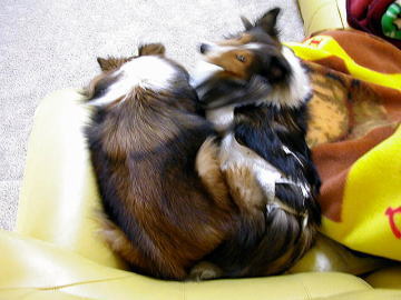 ���ꂳ�`��B�i���u�܂�V�ځ`��v�j