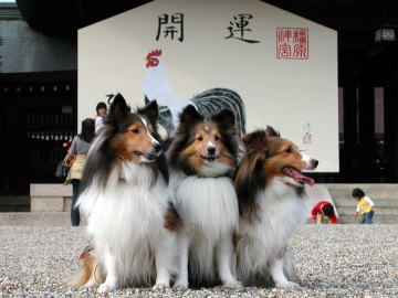 �ꂨ�_�P�E�E�Ed(>_< )GOOD!!