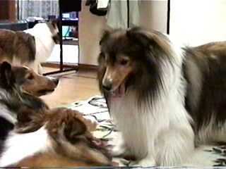 �u�������܋A��܂����B�v