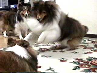 �ށ[�����A���߂܂��āB