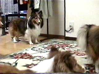 �܂�́@(�P���P)�{�[�[��