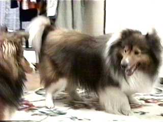 �S���r�r��Ȃ��A�ށ[�B(��)