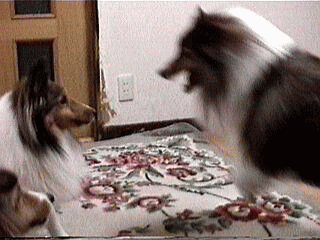 ��������̂��I