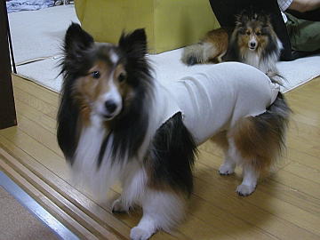 ���������Ă܂��B