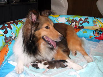 ���̃R�͂�����H