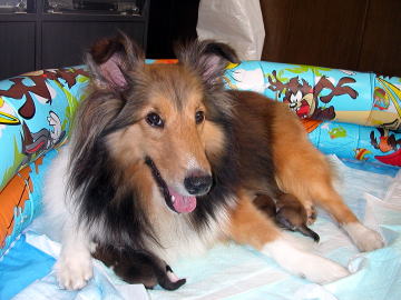 ����������̃T�������