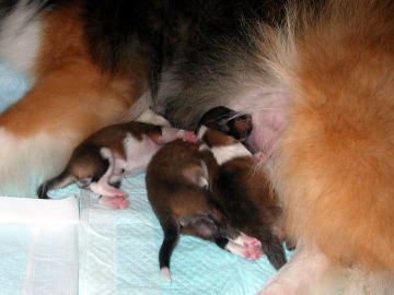 �������񂲂�����B