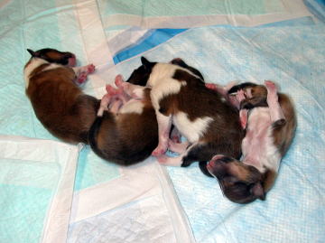 ����ς�A�d���I