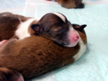 �Ƃ��Ă����킢��