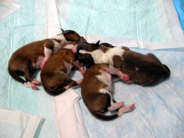 �Q��q�͈�I