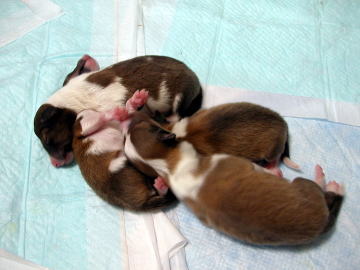 �����@���[�́@���Ƃ��B