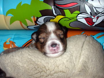 �������̓p�p����