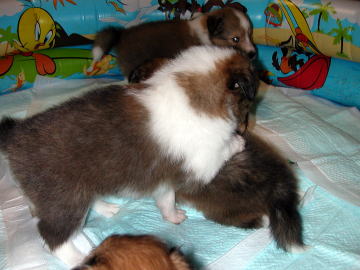 �����A�₟�A�Ƃ��I