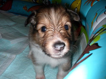 ���ځX�ς������