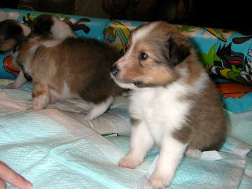 ���ɃI�X����