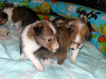 �����ځ[���