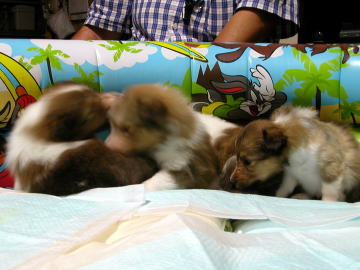 �����A�₟�B