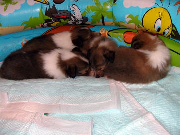 ���₷���