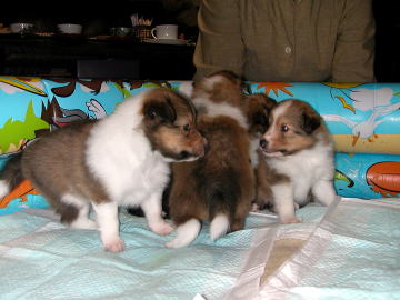 ���킢�����킢���Bo(^-^)o