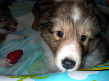 ���ځX�p�b�`����