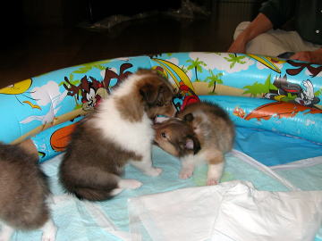 ���������p�N�b�I