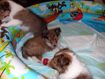 ���E���H�I�i�΁j