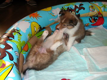 �Ă��Ă��B