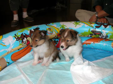 �����ł���[�I