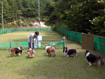 �V�F�����C