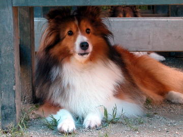 �ԂЂԂЁ@�ށ[�����B���v�H