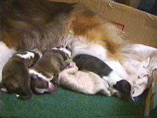 ���ǂ�����