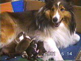 �u���������`�v�ڂői����܂邿���