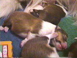 ��ʃL�b�N�I�������`���I